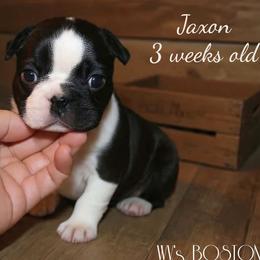 Boy 1 - Black and white male Boston Terrier puppy in North Central, Vermont from Windy Valley’s Bostons
