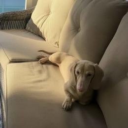 Maloshca - Dachshund