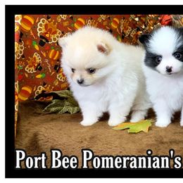 Pomeranian Puppies from Port Bee Pomeranian’s