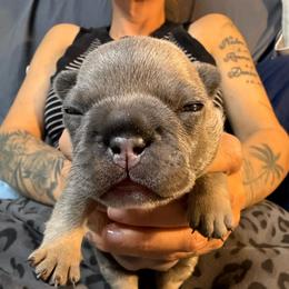 Blue girl - Blue female French Bulldog puppy in Spanaway, Washington from Frog Faced Frenchies
