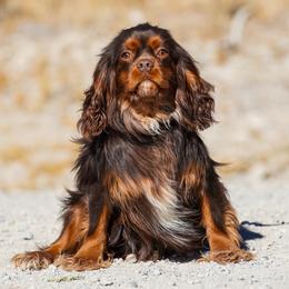 Drizzle - Cavalier King Charles Spaniel