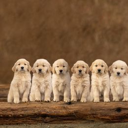 Golden Retriever Puppies from Beachwood Golden Retrievers