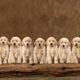 Golden Retriever Puppies from Beachwood Golden Retrievers