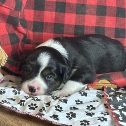 Onyx - Black tri female Miniature Australian Shepherd puppy in California from Eagle River Aussies