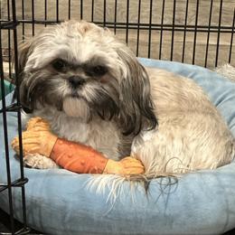 Zorya - Shih Tzu