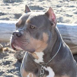 Razi  - American Bully