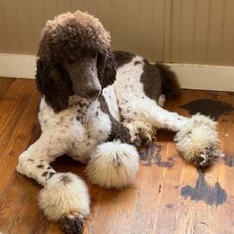 none - Goldendoodle