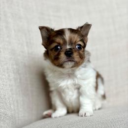 Milo -4950 - Merle male Chihuahua puppy in Beaumont, Texas from Down south pups