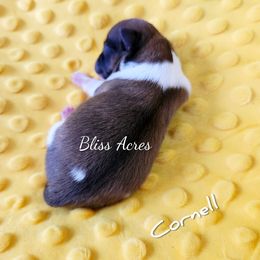 Cornell - Tri-colored male Pomeranian puppy in Ponca City, Oklahoma from Bliss Acres Farm