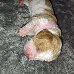 Pink girl - Lemon and white female Basset Hound puppy in Santa Rosa, California from Redwood Coast bassetts