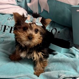 Baby girl magenta runt - Blue and gold female Yorkshire Terrier puppy in Milton, Florida from Sassenach Yorkie Kennels