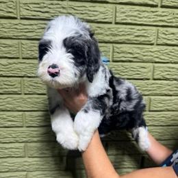 Topaz - Blue merle male Bernedoodle puppy in Carmichaels, Pennsylvania from JensenBelle Doodles