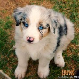 Australian Shepherd Puppies from Mott Ranch - Blazin' Sun Aussies