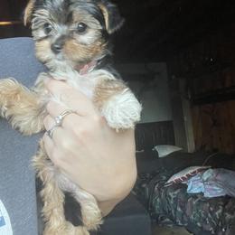 Yorkshire Terrier Puppies from Sierra Nevada Yorkies
