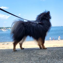 Maleficent - Pomeranian
