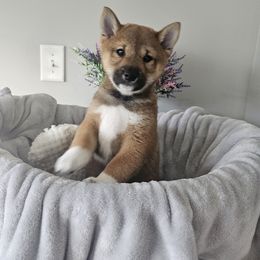 Shiba Inu Puppies from Shiba Shenanigans