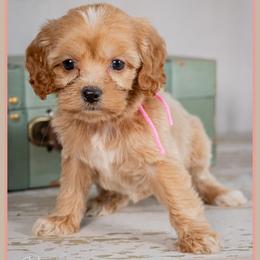 Cuddy - Red female Cockapoo puppy in Connersville, Indiana from Deaz Doodle Ranch
