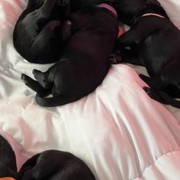 Girl 5 - Black female Newfoundland puppy in Shingletown, California from Astreas Newfoundlands
