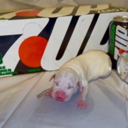 7-up - White and black male Dalmatian puppy in Des Moines, Iowa from Spot Splattered Dalmatians