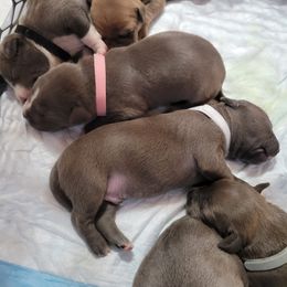 American Staffordshire Terrier Puppies from Niyomis Pups