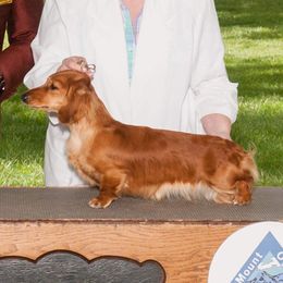 Lily - Dachshund