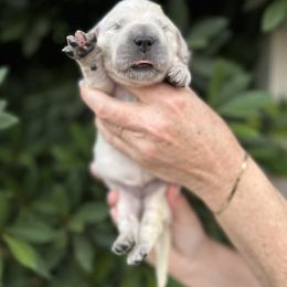 Golden Retriever Puppies from Sanctuary Ranch Goldens