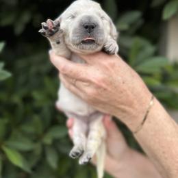 Golden Retriever Puppies from Sanctuary Ranch Goldens