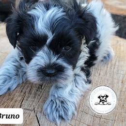 Miniature Schnauzer Puppies from Little Schnauzer Paws