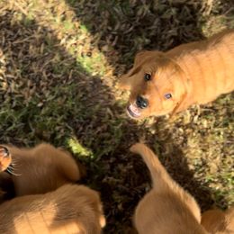 Golden Retriever Puppies from The Red Retrievers