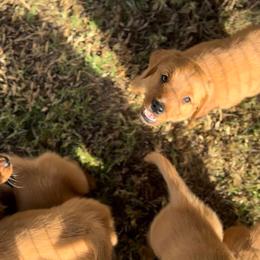 Golden Retriever Puppies from The Red Retrievers