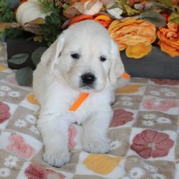 Sunshine - Golden Retriever puppy from Sierra View English Creams