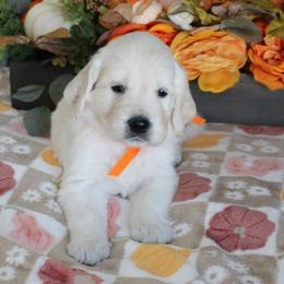 Sunshine - Golden Retriever puppy from Sierra View English Creams
