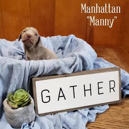 Weimaraner Puppies from LAAT Weims