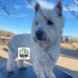 Riley - West Highland White Terrier