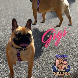 Gigi - French Bulldog