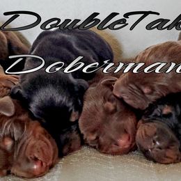 Red Rust female - 5500 - Red and rust female Doberman Pinscher puppy in Aurora, Indiana from Double-Take Doberman Kennels