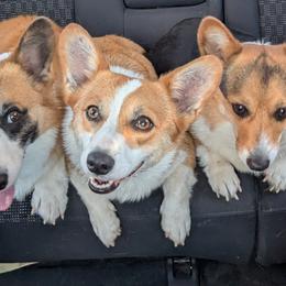 Pembroke Welsh Corgis from PBJ Corgis