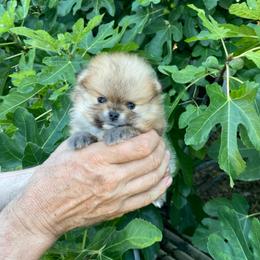 Leila (Toy) - Orange sable female Pomeranian puppy in Citrus Heights, California from Yev and Marina's Pomeranians (AKC)