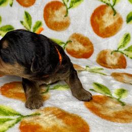 Orange - Black and tan male Airedale Terrier puppy in Branch, Michigan from Aim High Airedales & German Shorthaired Pointers