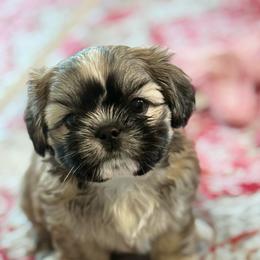 Girl 2 - Gold and white female Shih Tzu puppy in Sarasota, Florida from Platinum Paws Puppies