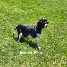 Jasmin - Cavalier King Charles Spaniel