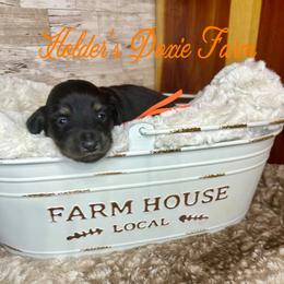 Barkley - Black and cream male Dachshund puppy in Atwood, Oklahoma from Holder’s Doxie Farm