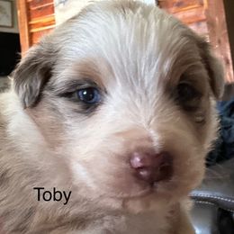 Toby - Red merle male Australian Shepherd puppy in Sheridan, Arkansas from Runnin’ Wild Ranch Aussies