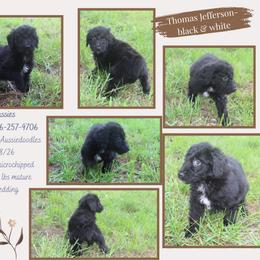 Thomas Jefferson - Black and white male Aussiedoodle puppy in Asheboro, North Carolina from Stellar Aussies