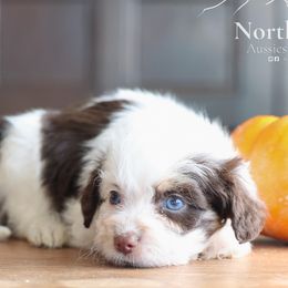 Laurel - Brown and white female Aussiedoodle puppy in Hamilton, Montana from North Lake Aussies