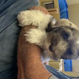 Miniature Schnauzer Puppies from Circle R Ranch