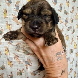 Vienna - Brindle female Dachshund puppy in Alva, Florida from Salty C's Dachshunds