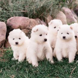 Samoyeds from Mountain Legacy Samoyeds