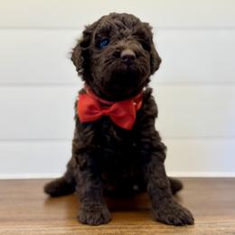 Girl 5 - female Labradoodle puppy in Liberty Hill, Texas from Martin Family Doodle