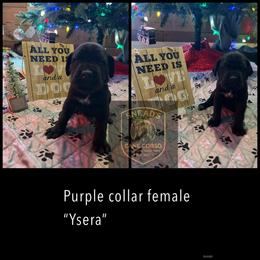 Ysera - Black female Cane Corso puppy in Altoona, Alabama from Snead’s Cane Corso Kennel